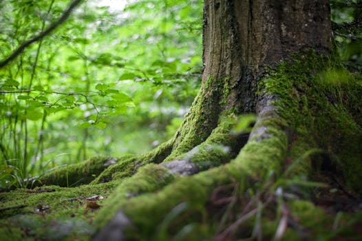 Close-up of a moss-covered tree trunk in a vibrant green forest, showcasing natural beauty.