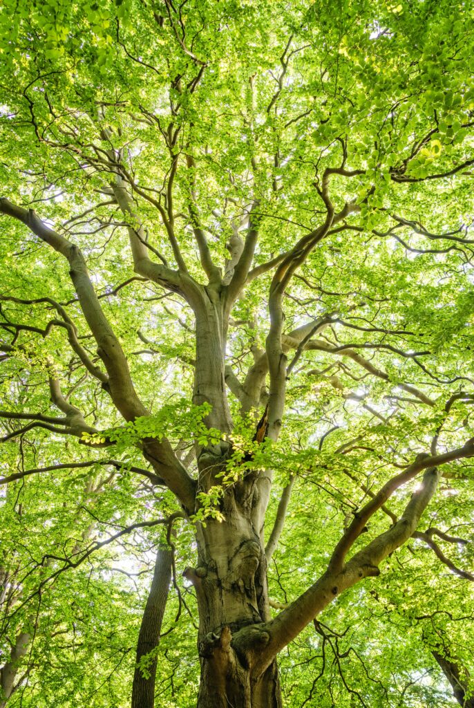 Bright green foliage of a large tree with sunlit branches and vibrant leaves.
